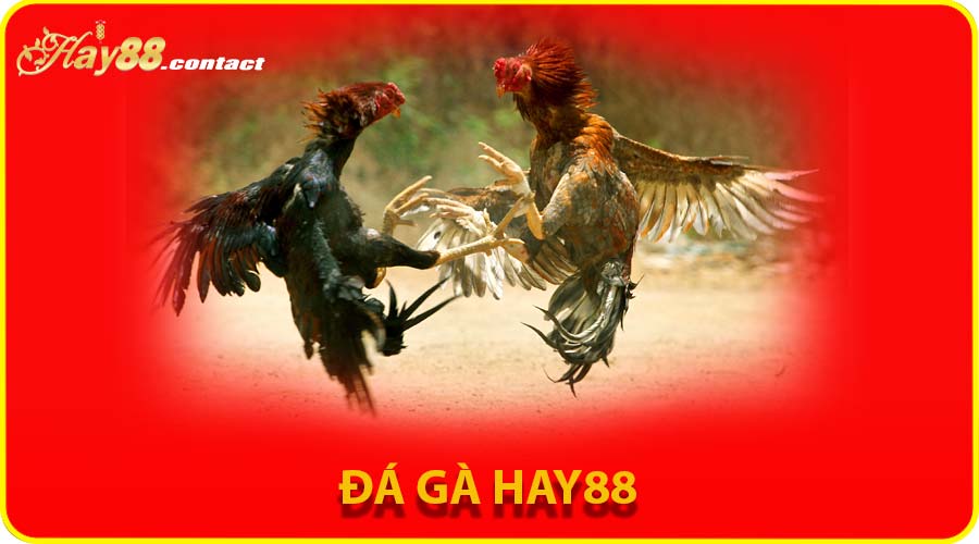 Đá gà HAY88