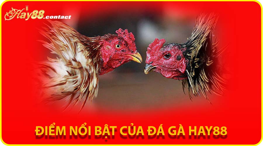 Điểm nổi bật của đá gà HAY88 cùng Nguyễn Cao Miền