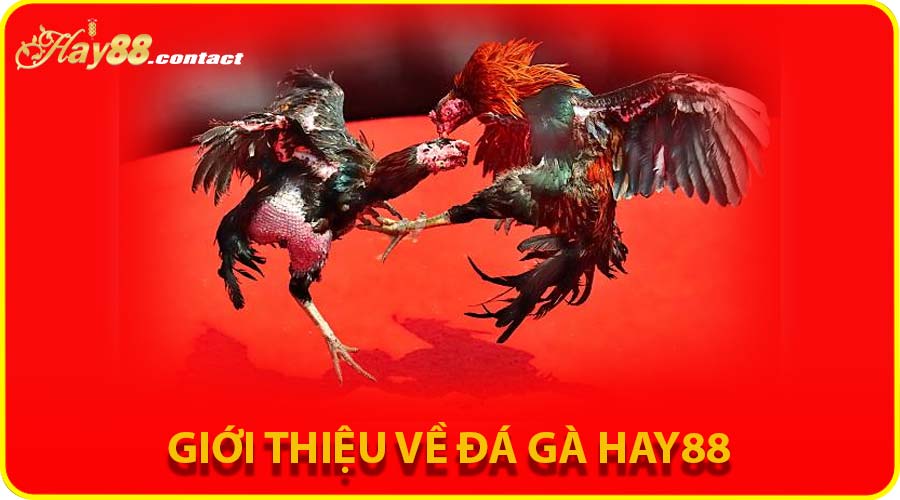 Giới thiệu về đá gà HAY88 – Đỉnh cao đá gà trực tuyến tại Việt Nam