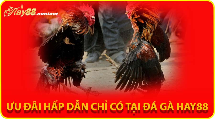 Ưu đãi hấp dẫn chỉ có tại đá gà HAY88